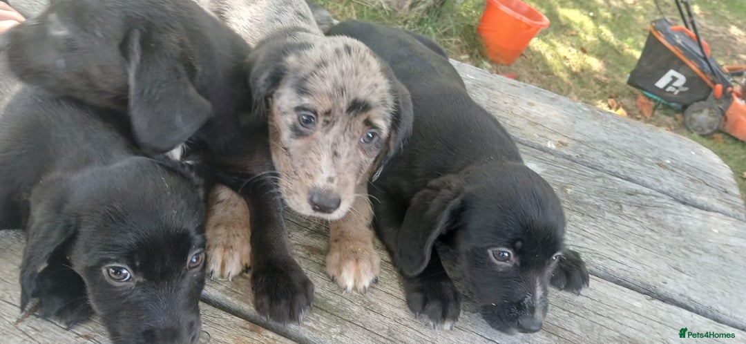 Mixed Breed dogs for sale: Puppy’s  - Image 2
