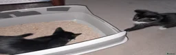 British Shorthair cats for sale: 2 Lovely black and white fluffy kittens - Advert 13