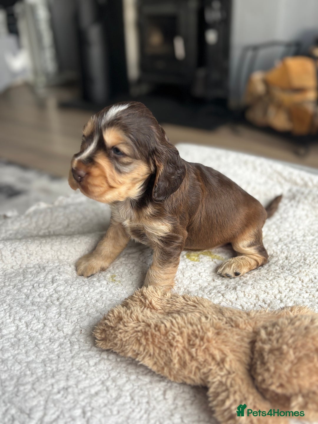 Cocker Spaniel dogs for sale: 🐾[Simbawood Lines]KC Show Cocker Spaniels🐾 - Advert 28