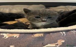 British Shorthair cats for sale: British short hair x - Image 17