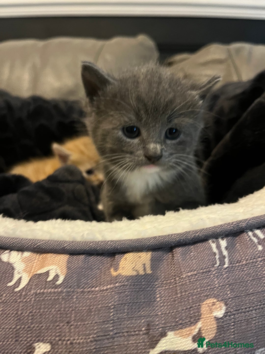 British Shorthair cats for sale: British short hair x - Image 17