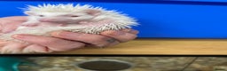 Pygmy Hedgehog rodents for sale: Jet black /albino/assorted baby hoglets ready now! - Advert 11