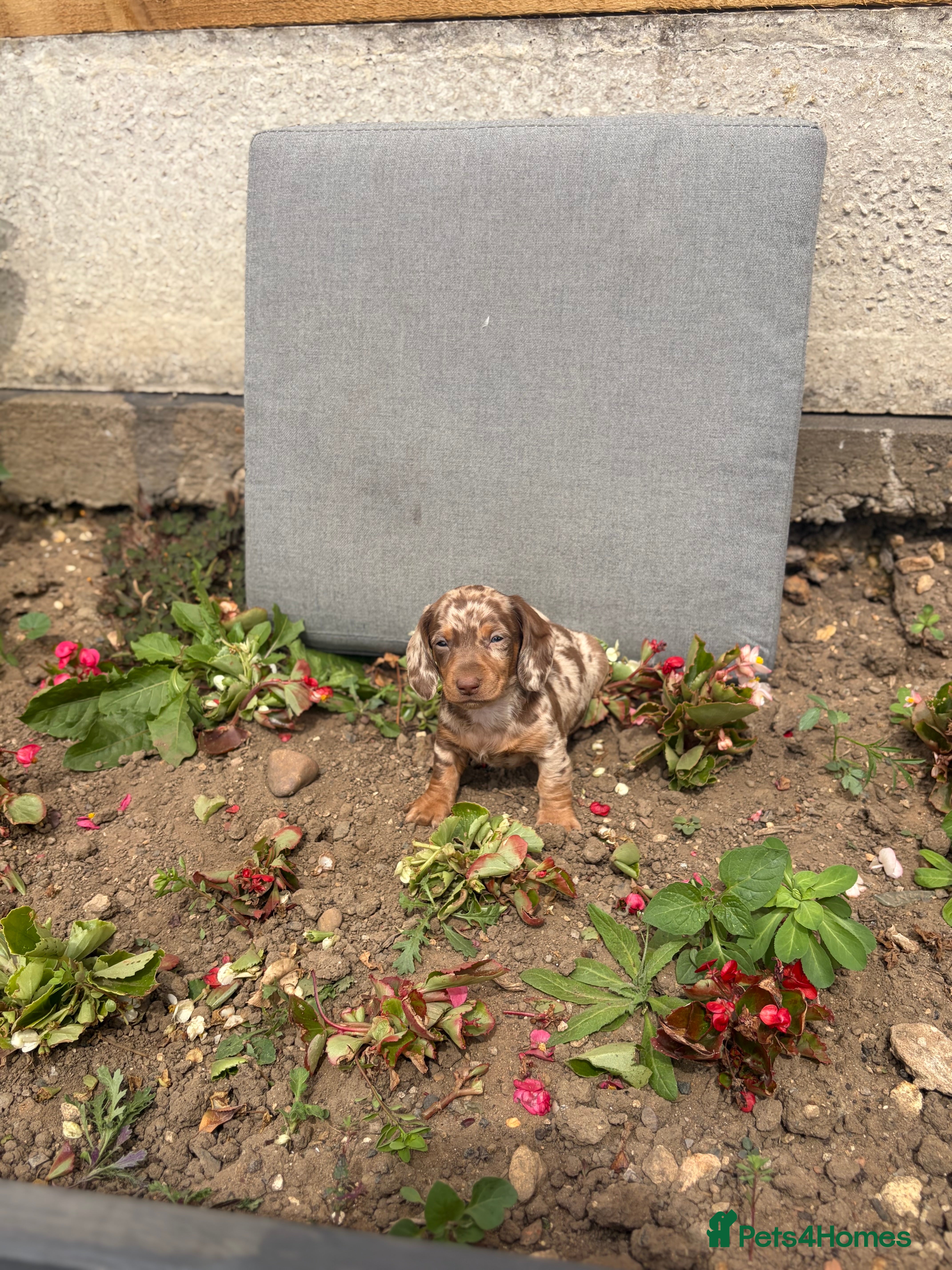 Dachshund dogs dashound’s puppies ready for new homes  - Advert 18