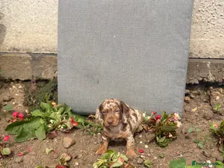 Dachshund dogs dashound’s puppies ready for new homes - Advert 18
