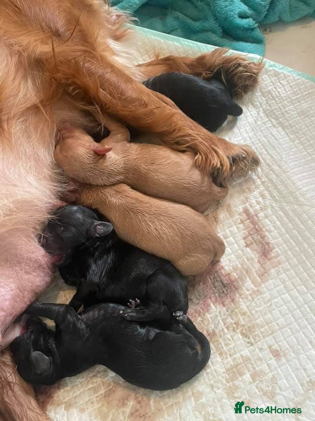 Cavapoo dogs for sale: Health Tested F1 TOY Cavapoo Puppies  - Advert 2