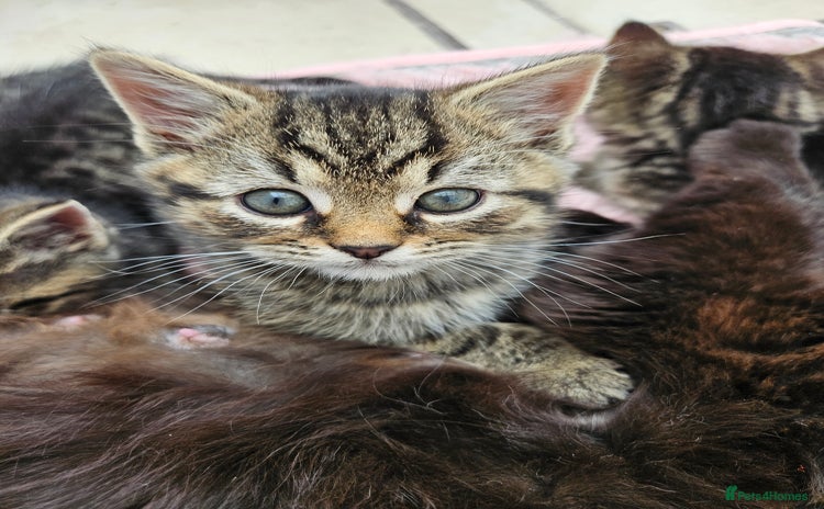 Mixed Breed cats - Advert 6