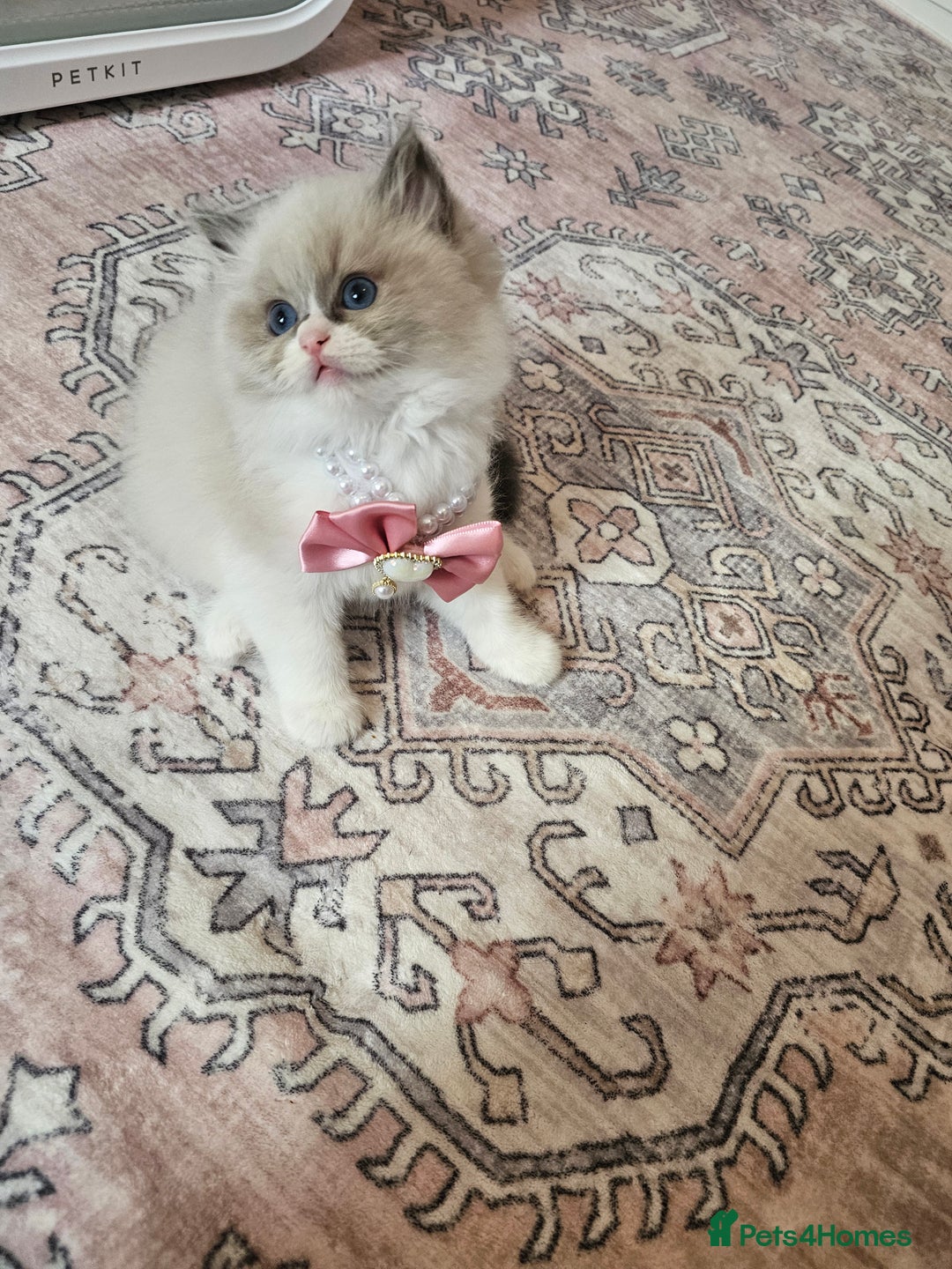 Ragdoll cats for sale: Blue eyes Blue-Bicolor kittens  - Image 9