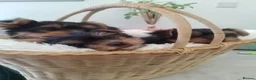 Yorkshire Terrier dogs for sale: puppies available  in Cambridge - Advert 9