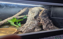 Monitor reptiles for sale: Bosc/savannah monitor for sale - Image 5