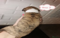 Whippet dogs for sale: Lovely petite whippets for sale  - Image 15