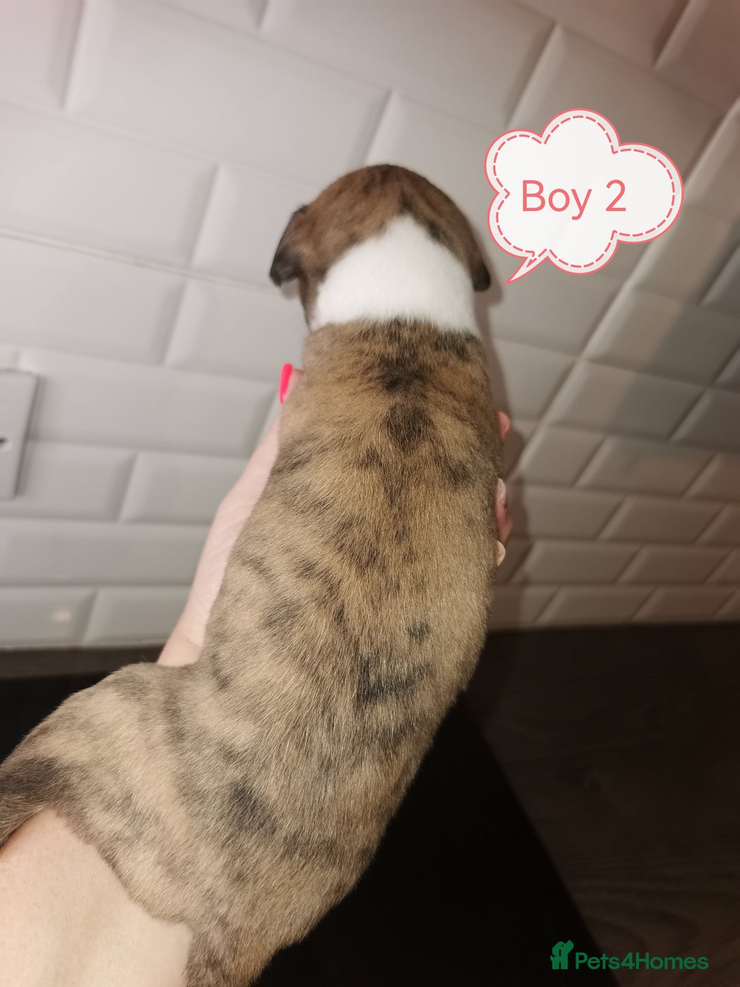 Whippet dogs for sale: Lovely petite whippets for sale  - Image 15
