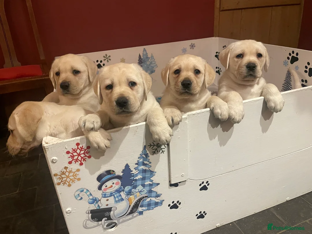 Labrador Retriever dogs for sale: Fabulous KC Champion Lines Labrador Puppies - Advert 4