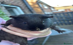 Guinea Pig rodents for sale: Female guinea pigs - Image 3