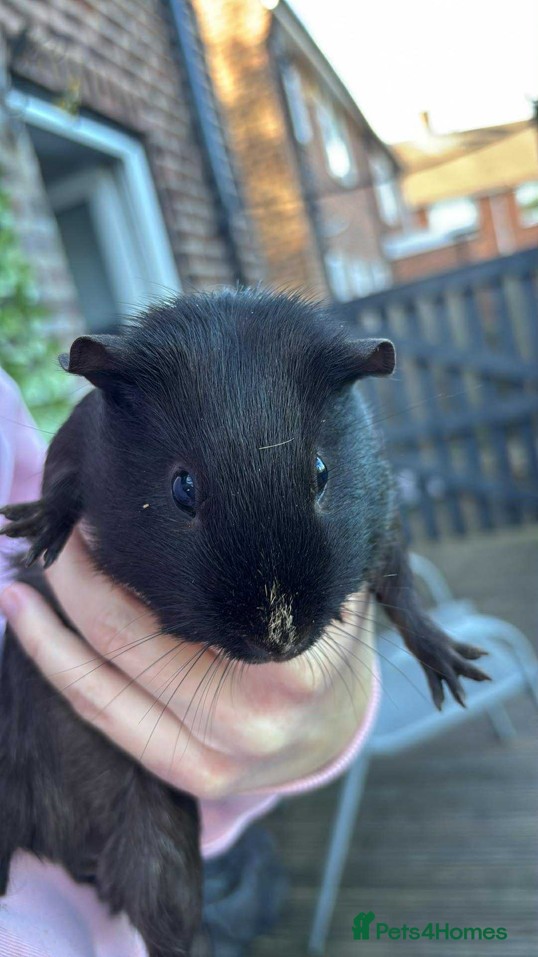 Guinea Pig rodents for sale: Female guinea pigs - Image 3