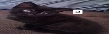 Mixed Breed Kitten 2