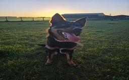 Mixed Breed dogs for sale: Border collie X German shepard female - Image 2