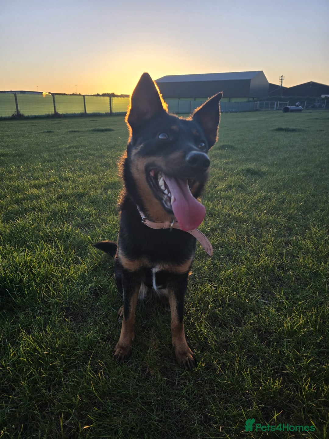 Mixed Breed dogs for sale: Border collie X German shepard female - Image 2