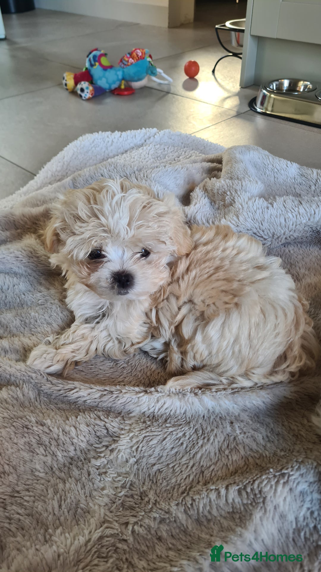 Mixed Breed dogs for sale: Havamalt pups - Image 8