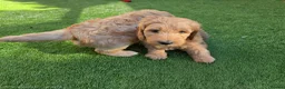 Goldendoodle dogs for sale: 🦮 Adorable F3 Goldendoodle. Parents DNA clear. - Advert 20