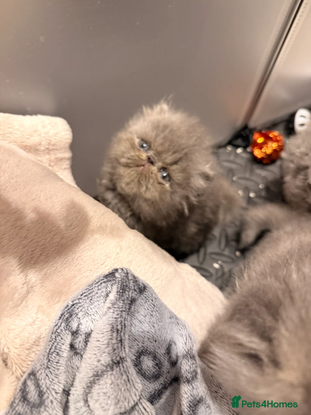 Persian cats for sale: GCCF Registered Blue Persian Kittens  - Advert 15