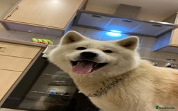 Japanese Akita Inu dogs for stud: Japanese Akita for stud - Image 4