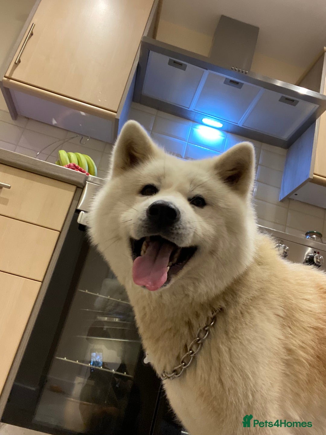 Japanese Akita Inu dogs for stud: Japanese Akita for stud - Image 4