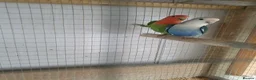 Lovebirds birds for sale: Lovebirds for sale  in Batley - Advert 3