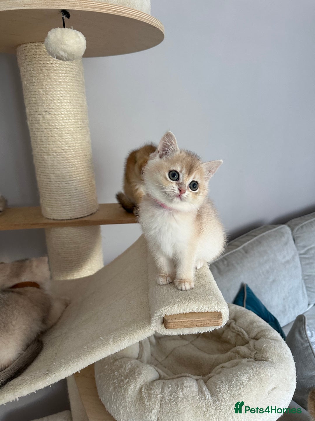 British Shorthair cats for sale: ‼️READY NOW‼️ 2 kittens left  - Advert 39