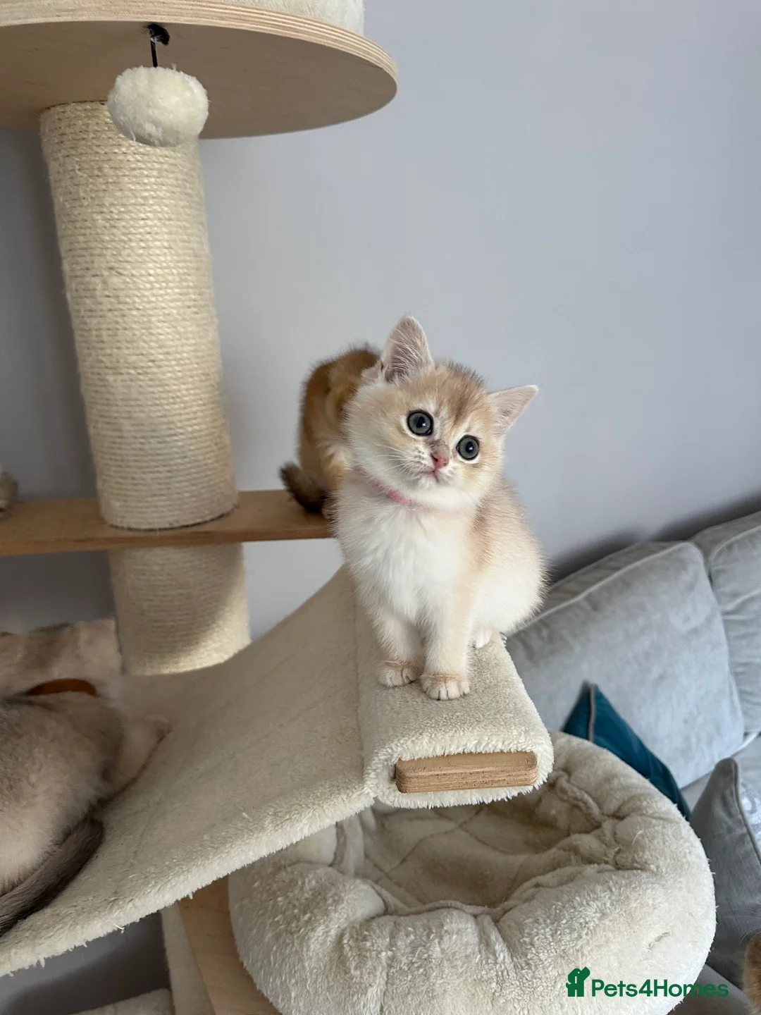 British Shorthair cats for sale: ‼️READY NOW‼️ - Advert 39