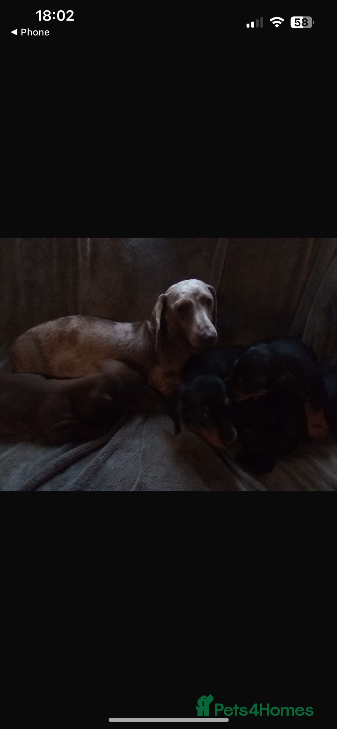 Dachshund dogs for sale: READY TO GO ! STUNNING MINI DACHSHUND - Image 11