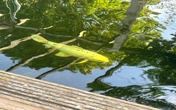 Koi Carp fish for sale: Koi for sale - Image 15