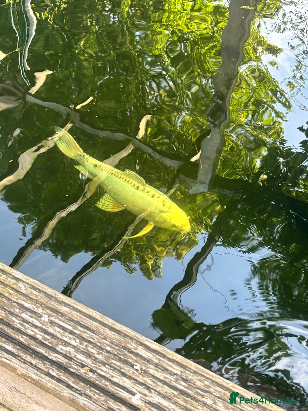 Koi Carp fish for sale: Koi for sale - Image 15