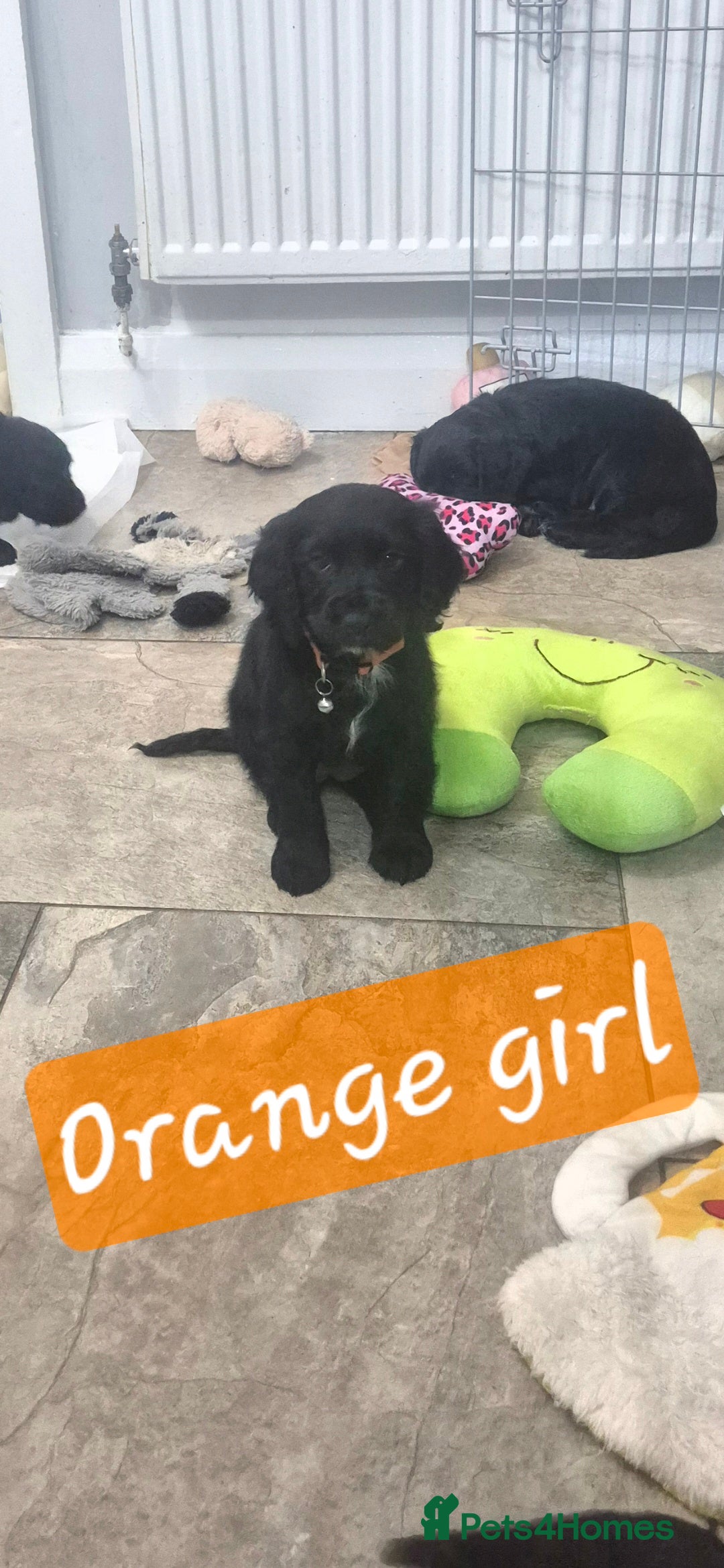 Cocker Spaniel dogs Working cocker pups  - Advert 2