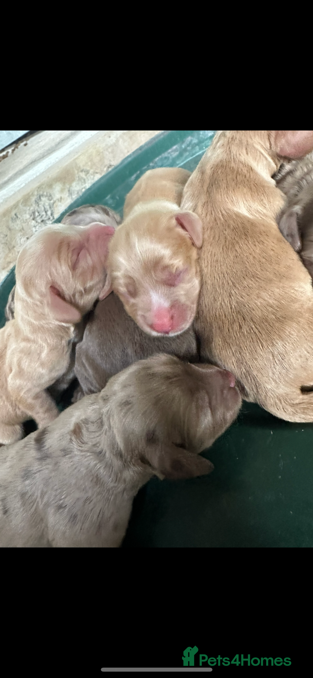Cocker Spaniel dogs for sale: Cocker spaniel puppies - Image 6