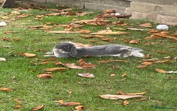 English Lop rabbits for sale: Flop eared male rabbit - Image 2