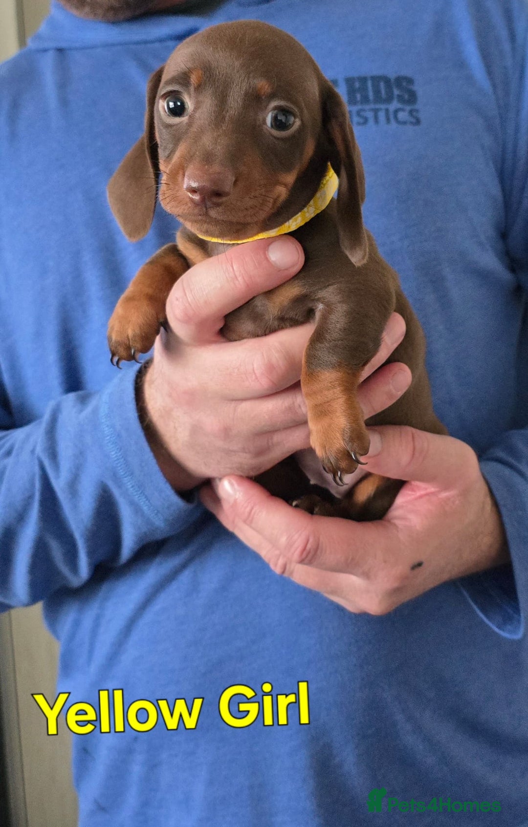 Miniature Dachshund dogs for sale: Kc reg miniture dachshund puppies for sale - Advert 21