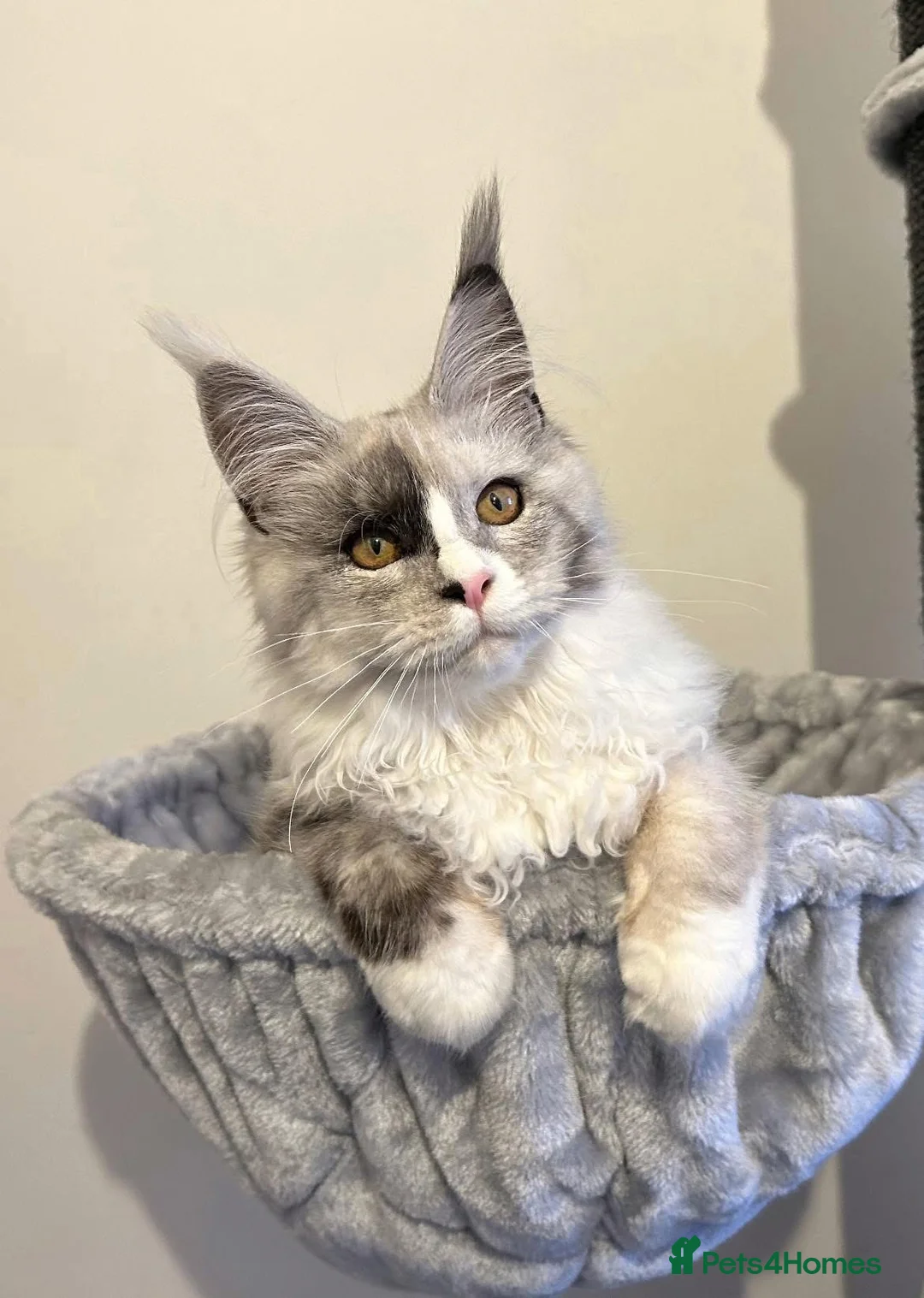 Maine Coon cats for sale: Pedigree, Registered Maine Coon Kittens  - Advert 4