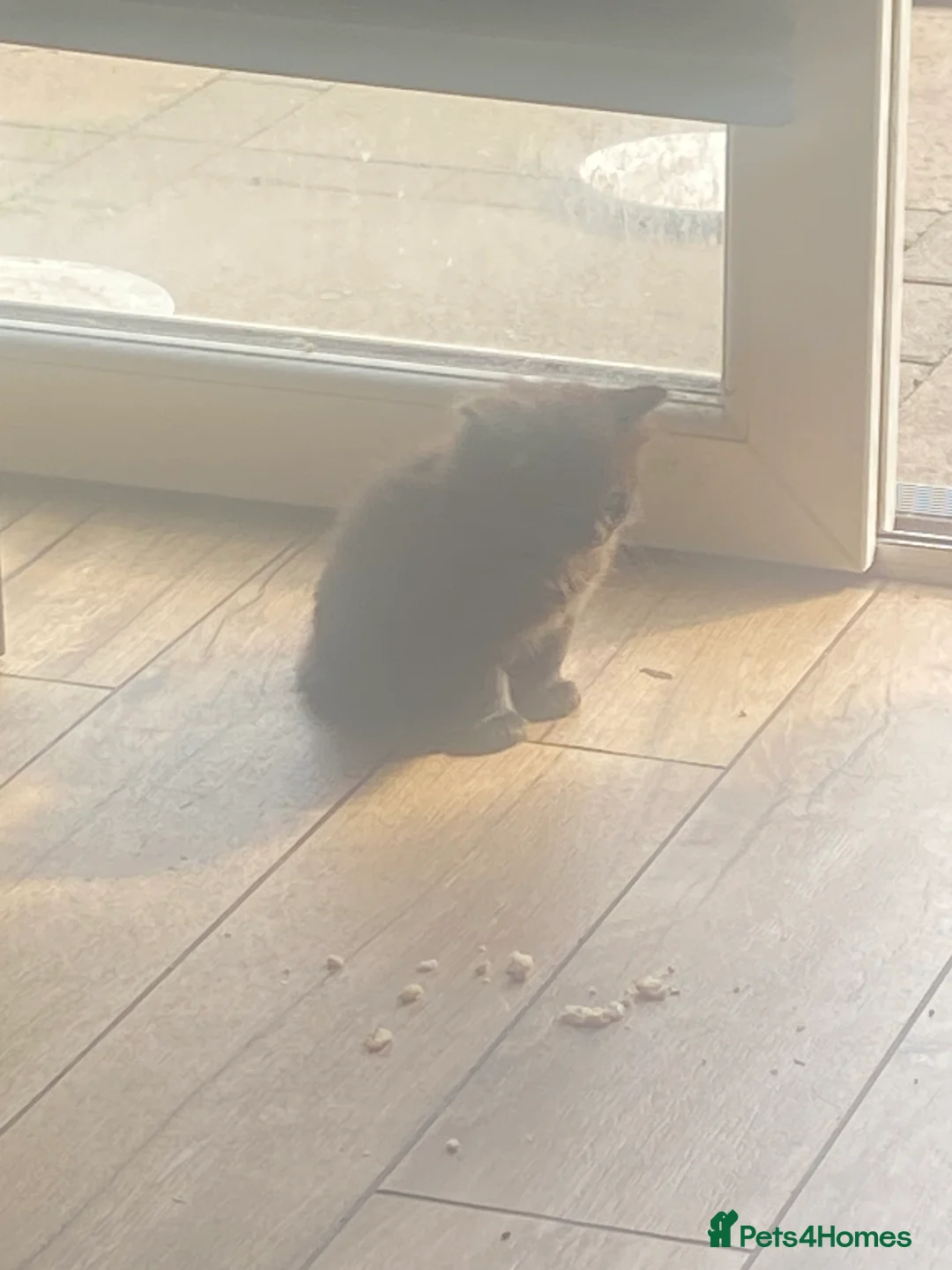 British Longhair cats for sale: British black and white  - Advert 2