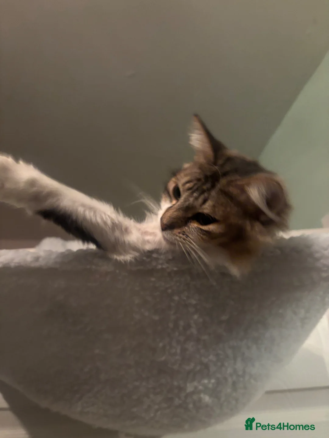 Mixed Breed cats for sale: Meet Minnie  in Southampton - Advert 7