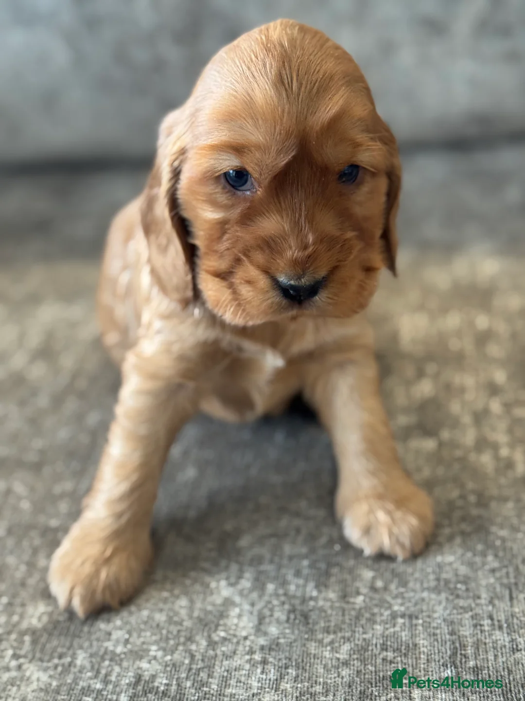 Cocker Spaniel dogs for sale: 100% SHOWTYPE KC REG FROM HEALTH TESTED PARENTS  - Advert 14