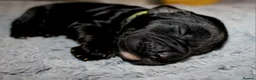 Cocker Spaniel dogs for sale: KC Reg WCS pups Health tested FTCH lines - Advert 10