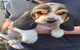 Basset Hound dogs for sale: Beautiful Basset Hound puppies for sale  - Image 2