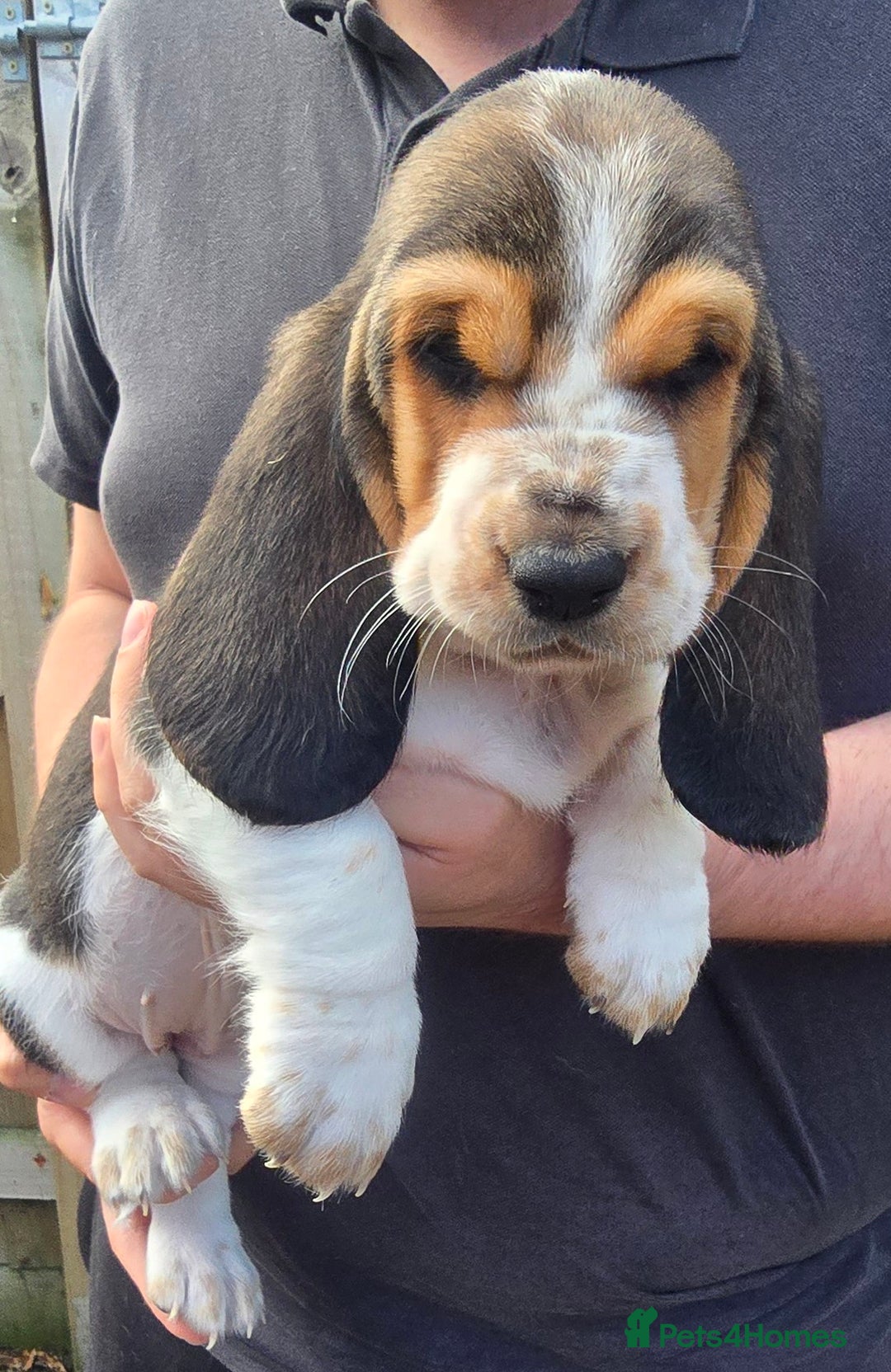 Basset Hound dogs for sale: Beautiful Basset Hound puppies for sale  - Image 2