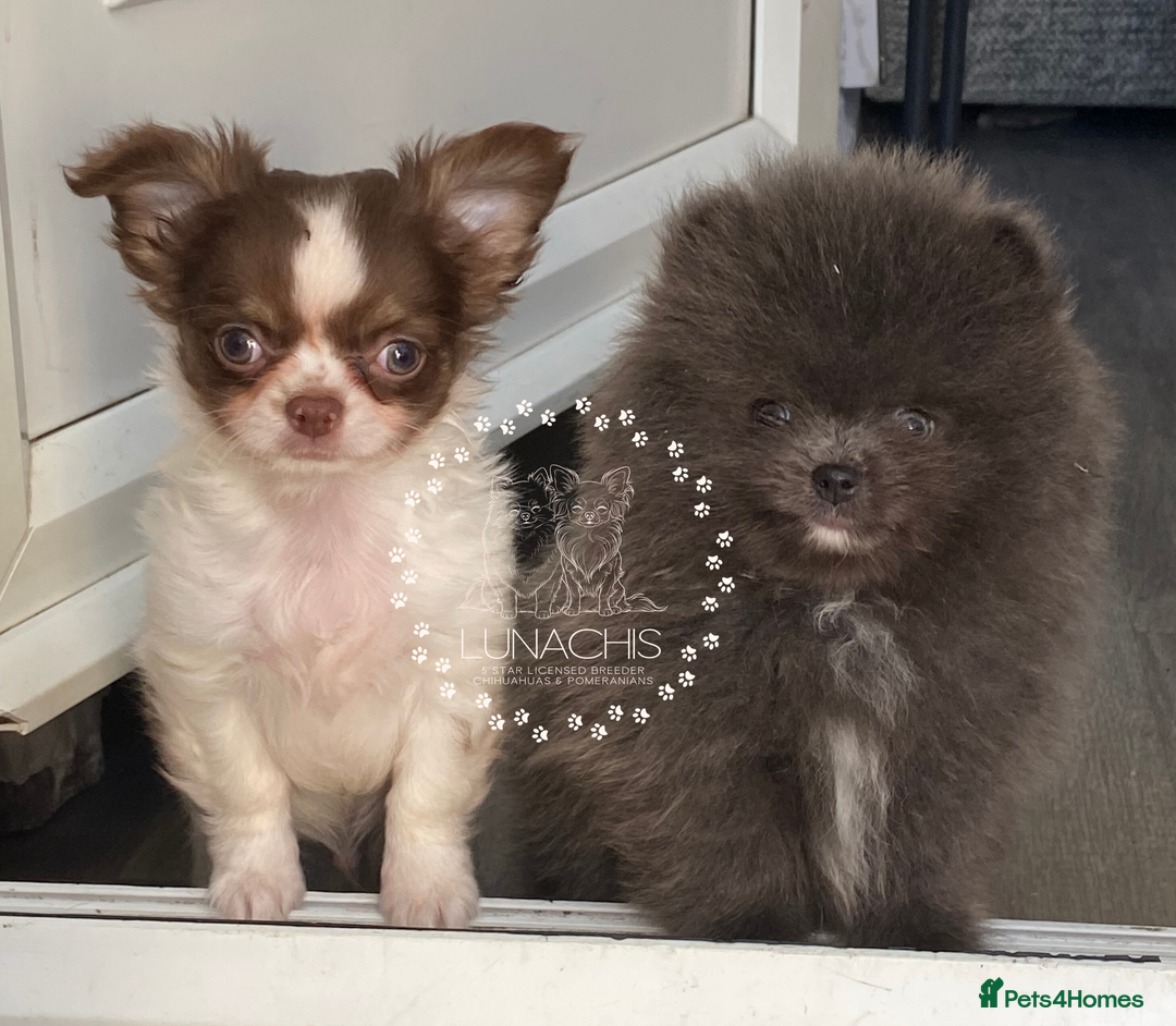 Pomeranian dogs for sale: Stunning Pomeranian puppies - Advert 9