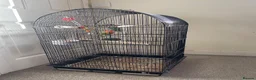 Lovebirds birds for sale: Lovebird comes with everything in the cage in Yeovil - Advert 4