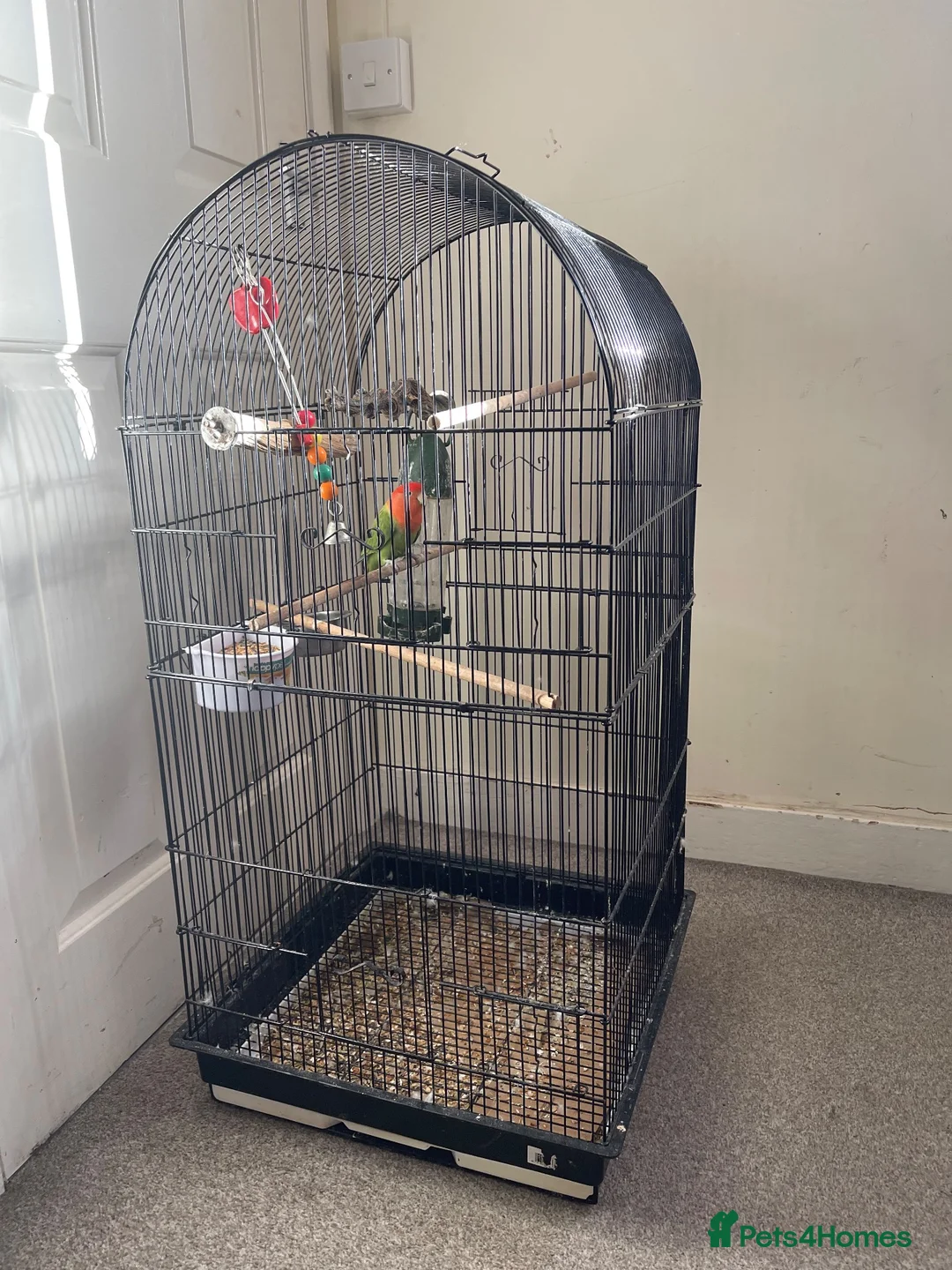 Lovebirds birds for sale: Lovebird comes with everything in the cage in Yeovil - Advert 4