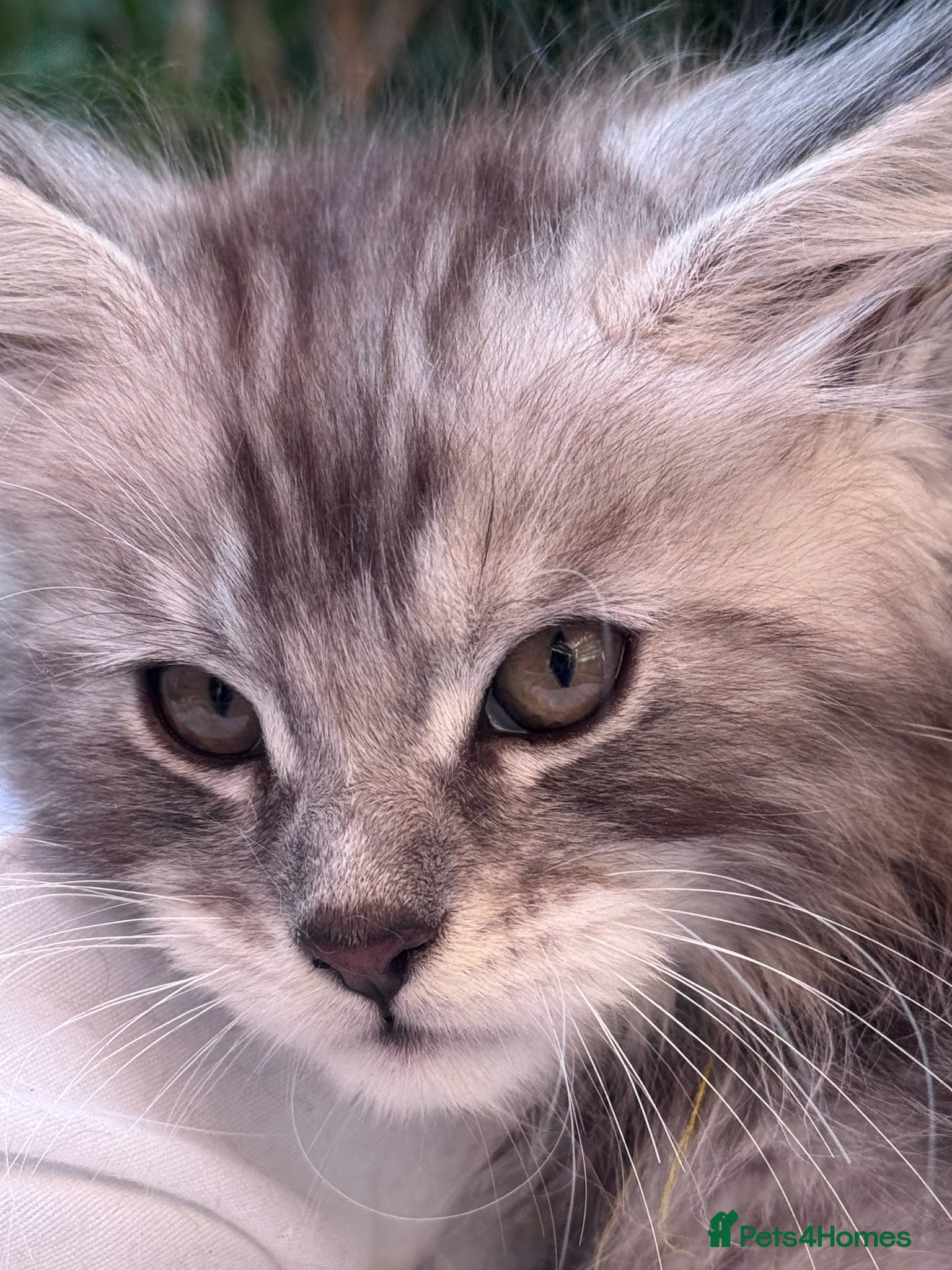 Maine Coon cats for sale: GCCF Registered Maine Coon Shaded Line Kittens - Advert 6
