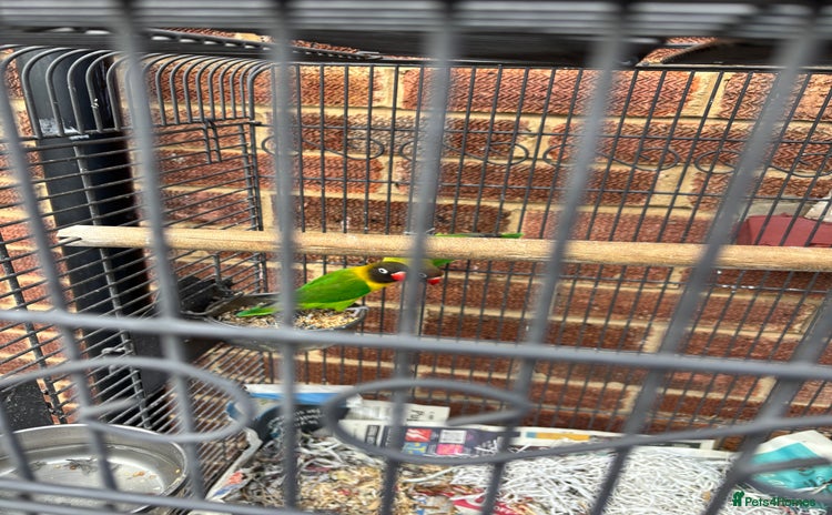 Lovebirds birds - Advert 4