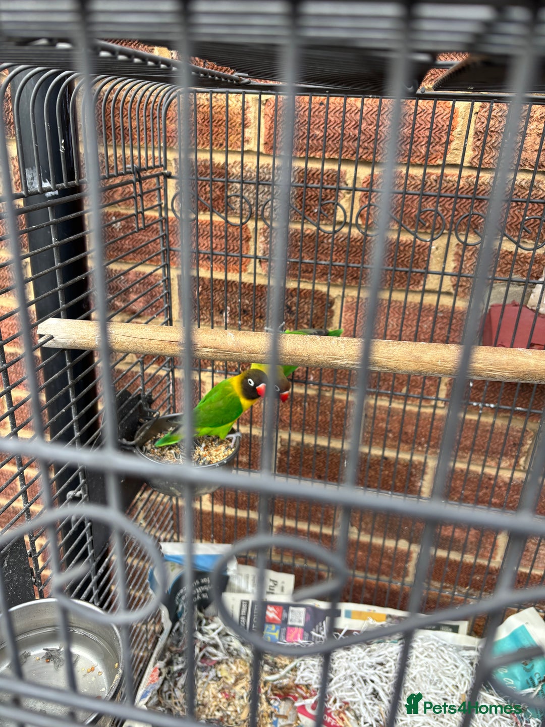 Lovebirds birds for sale: Pair of lovebirds  - Image 1