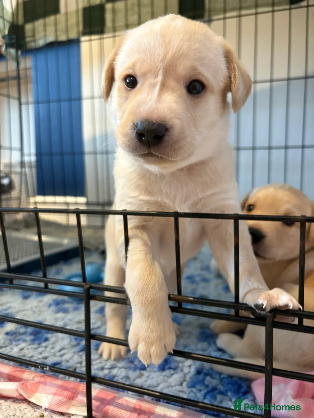 Labrador Retriever dogs for sale: Labrador Retriever Puppies 🐶  - Advert 24
